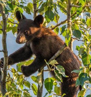 一只小熊坐在树顶上