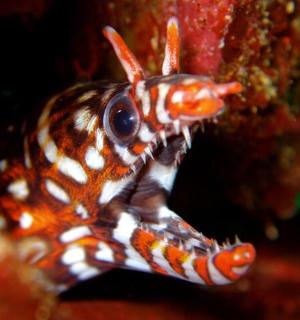 岩石上的斑点鱼的特写