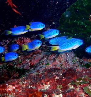 水族馆里的一群蓝色和黄色的鱼
