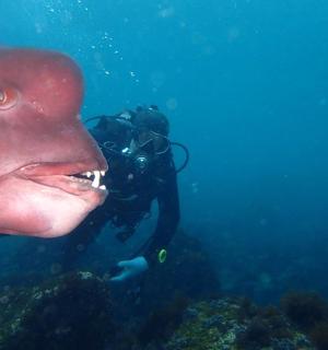 一个人在水中,带着相机和鱿鱼