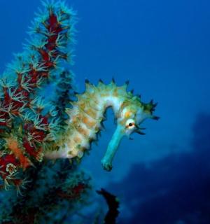 海马在海洋中游泳的渲染图