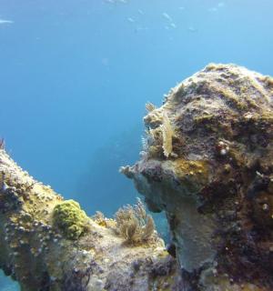 珊瑚礁的水下照片