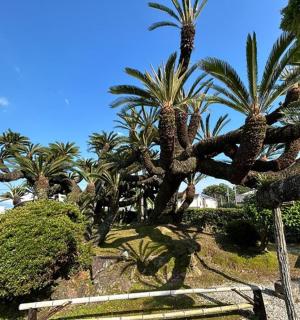 有棕榈树和木凳的公园