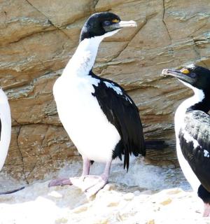 three birds standing on the sand near a rock wall