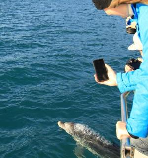a person taking a picture of a dolphin in the water