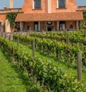 一栋门前种着一排葡萄藤的老房子