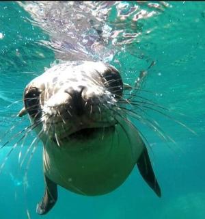 a seal swimming in the water in the water