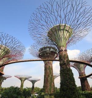 a group of tall trees in a park