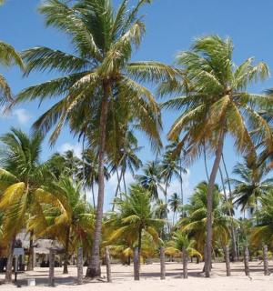 a group of palm trees on a sandy beach