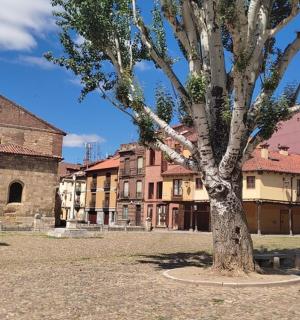 a tree in a courtyard next to a church