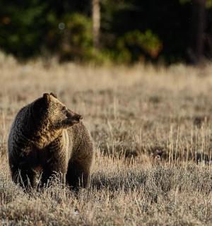 一只棕熊在长满高草的田野里行走