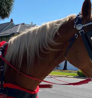 ein braunes Pferd ist an eine Kutsche gebunden