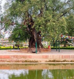 a tree in a park next to a body of water