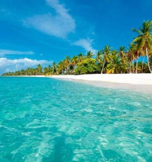 a beach with palm trees and the ocean
