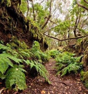 森林里有绿色植物和树木的小路