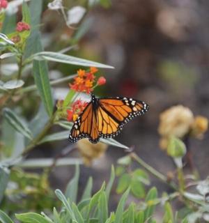 一只帝王蝶停在一朵花上