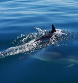 一只海豚正在水中游泳