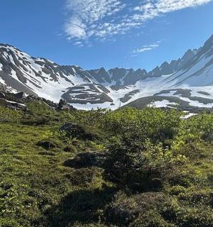 山上有树木和灌木的白雪覆盖的山