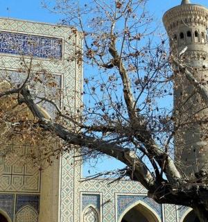 一棵树旁边有一座钟楼的建筑