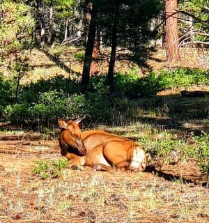 一匹马躺在树旁的草地上
