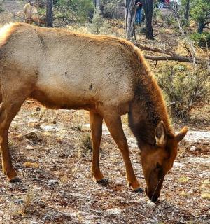 hnědé zvíře pasoucí se na zemi v poli