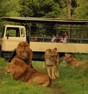 一群狮子站在一辆载着人的卡车前