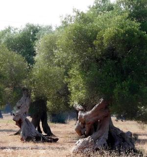 a group of uprooting trees in a field