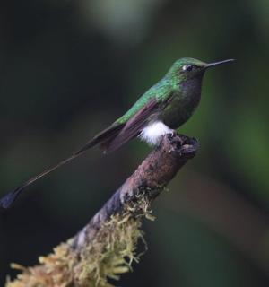 一只绿色蜂鸟栖息在树枝上
