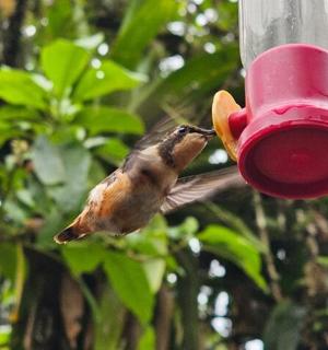 一只鸟正在吃喂鸟器里的食物