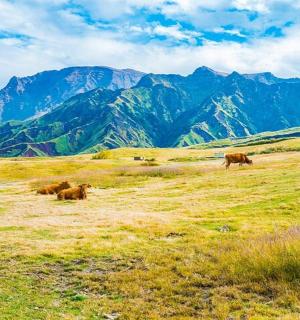en gruppe køer, der græsser på en mark med bjerge