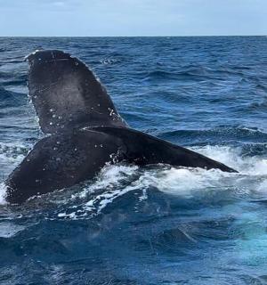 a whale swimming in the ocean