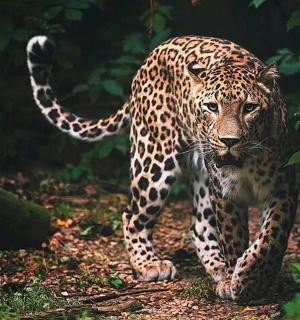 a jaguar walking through a forest