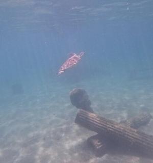 一只海龟和一名潜水员在水中游泳