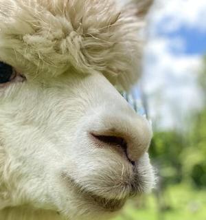 a close up of a white goat with curly hair