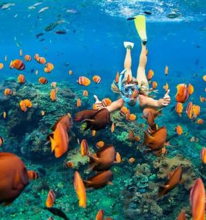 一名女子与一群鱼在海里游泳