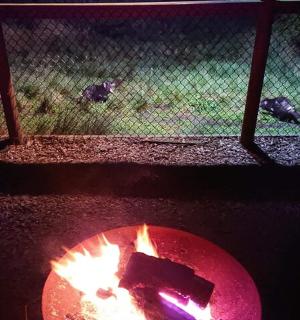 a fire pit in a yard with cats in the background