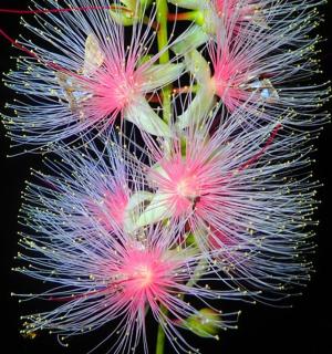 a close up of a cactus with pink and purple flowers