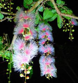 a bunch of flowers hanging from a tree