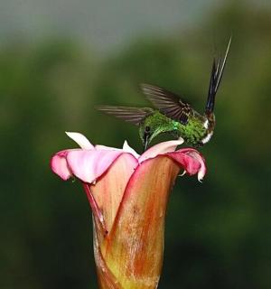 一只蜂鸟栖息在一朵花的顶部