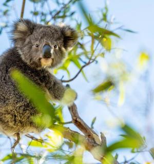 一只考拉坐在树枝上