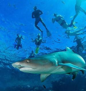 a group of people swimming in the ocean with a shark