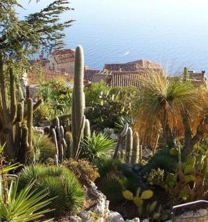 一个种满仙人掌和其他植物的花园