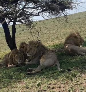 三只狮子躺在树下的草地上