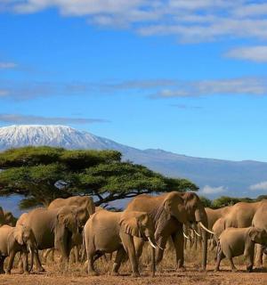 a herd of elephants walking in front of a mountain