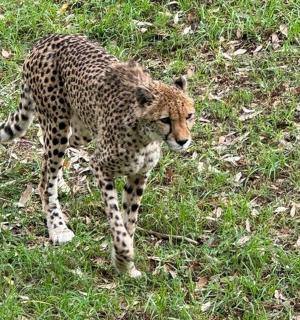 a cheetah standing in a field of grass