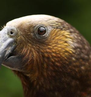 a close up of a bird with a long beak