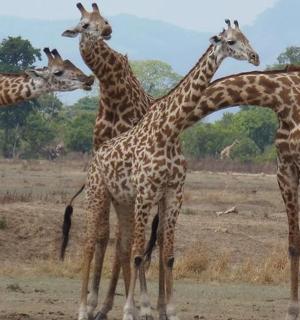 一群长颈鹿站在一只斑马旁边