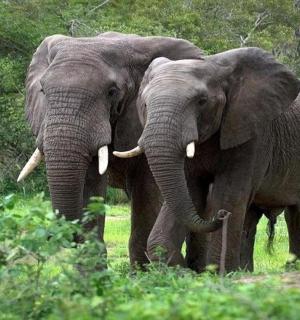 two elephants standing next to each other in the grass