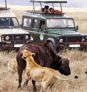 a bull standing in a field with people in vehicles