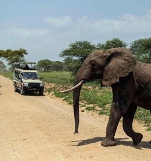 一头大象在车辆前穿过一条土路